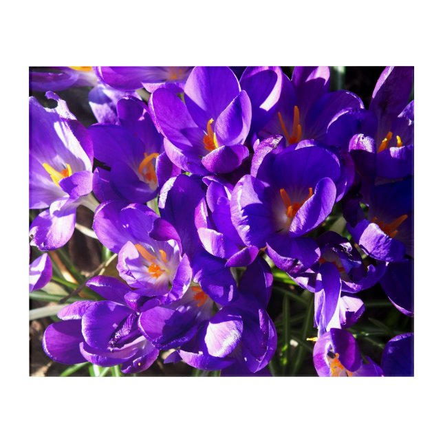 SPRING CROCUS ACRYLIC PRINT (Front)