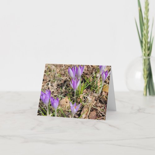 Spring Crocus Blooms ll Holiday Card