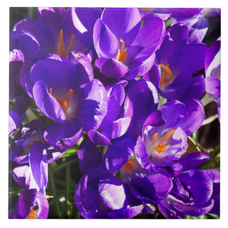 SPRING CROCUS CERAMIC TILE