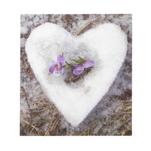 Spring crocus in snow heart photograph notepad