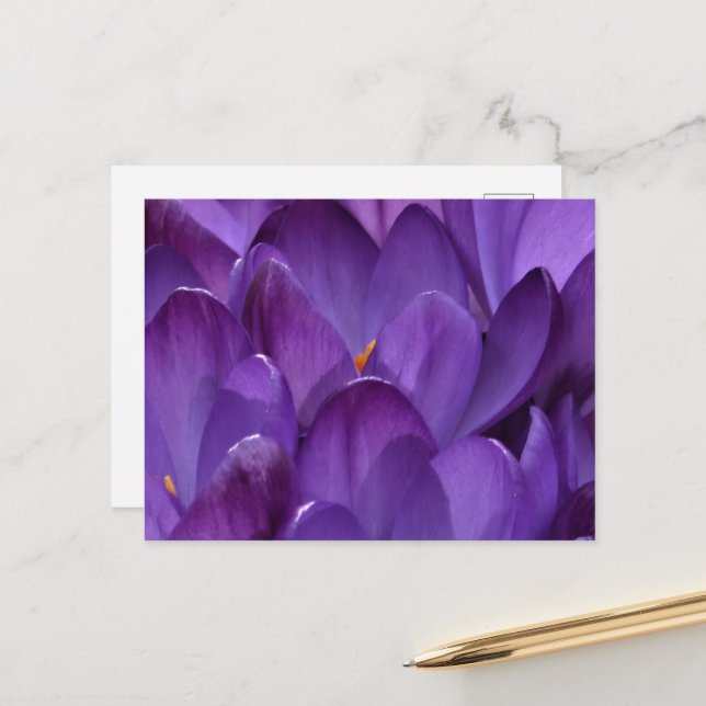 Spring Crocus Photography Postcard (Front/Back In Situ)