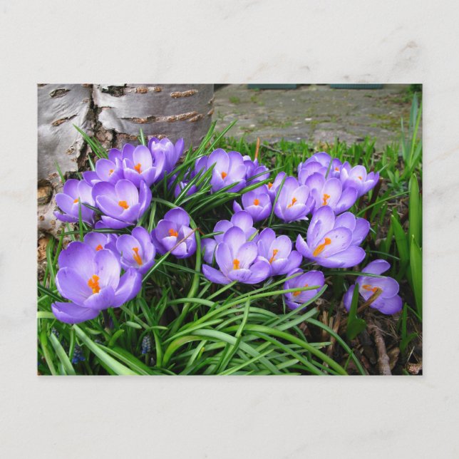 Spring Crocus Postcard (Front)