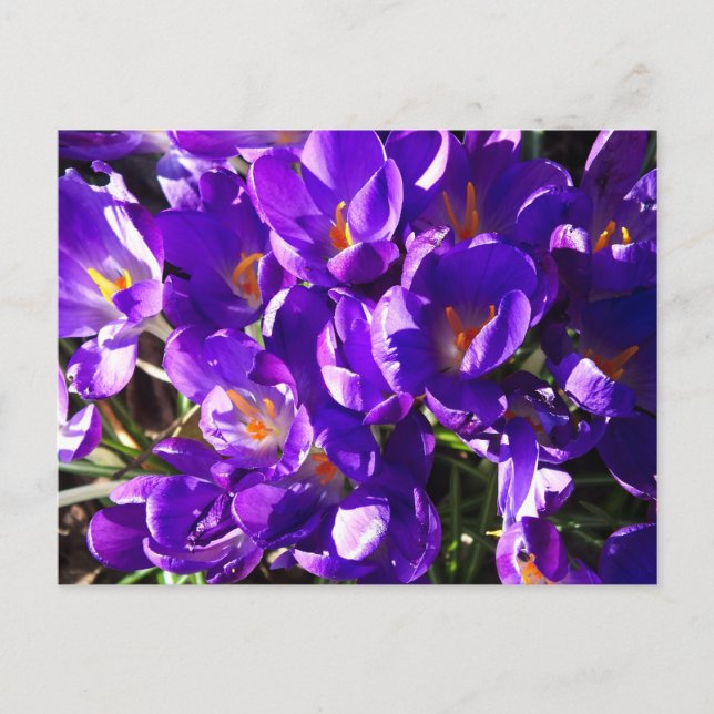 SPRING CROCUS POSTCARD (Front)