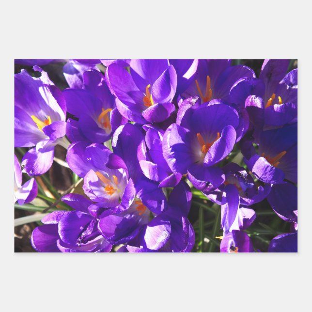 SPRING CROCUS WRAPPING PAPER SHEETS (Front)