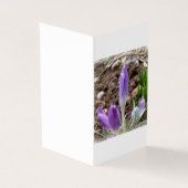 Spring crocuses (Outside)