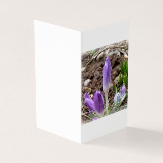 Spring crocuses (Outside)