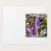 Spring crocuses (Outside Unfolded)