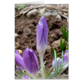 Spring crocuses (Front)