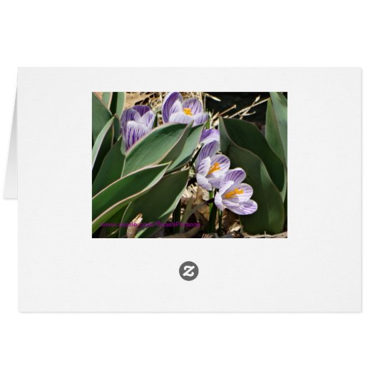 Spring Crocuses (Back Horizontal)