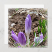 Spring crocuses (Front/Back)