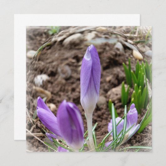 Spring crocuses (Front/Back)