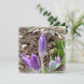 Spring crocuses (Standing Front)