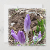 Spring crocuses (Front)