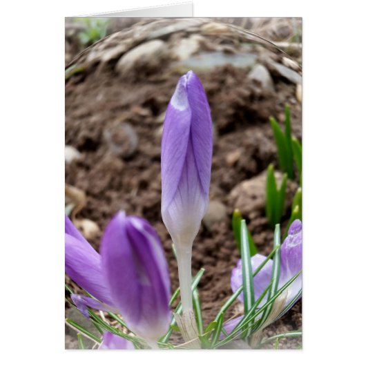 Spring crocuses cards (Front)