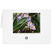 Spring Crocuses Cards (Back Horizontal)