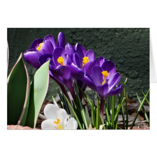 Spring Crocuses Cards (Front Horizontal)