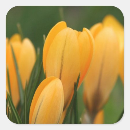 Spring Crocuses envelope sealer stickers