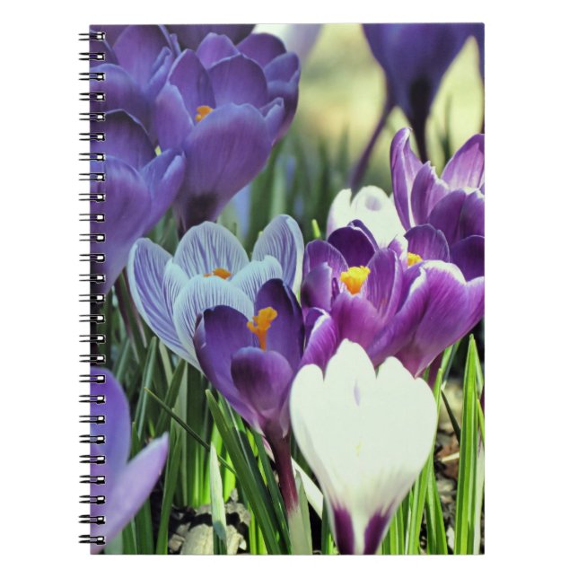 Spring crocuses - notebook (Front)