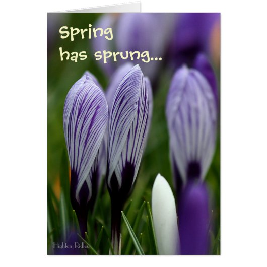 Spring Crocuses with verse notelet / card (Front)