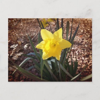 Spring Daffadil Postcard