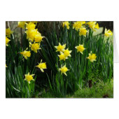 Spring Daffodils (Front Horizontal)