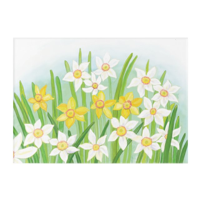 Spring Daffodils  Acrylic Print (Front)