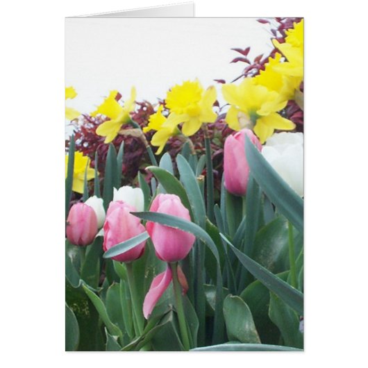 Spring Daffodils and Tulips Cards (Front)