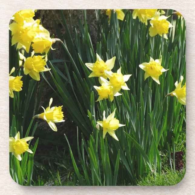 Spring Daffodils Beverage Coaster (Front)