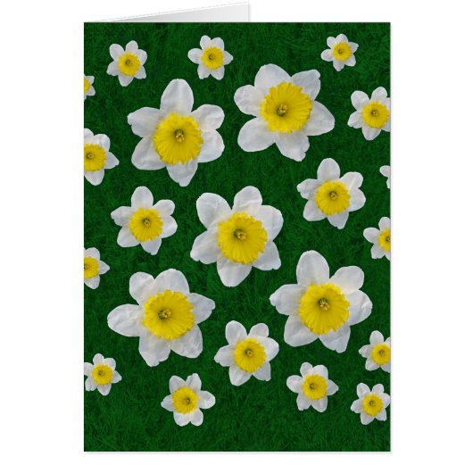 Spring Daffodils Cards (Front)