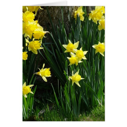 Spring Daffodils Cards (Front)