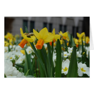 Spring Daffodils Cards