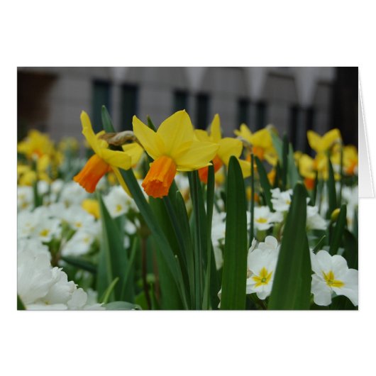 Spring Daffodils Cards (Front Horizontal)