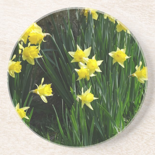 Spring Daffodils Coaster (Front)