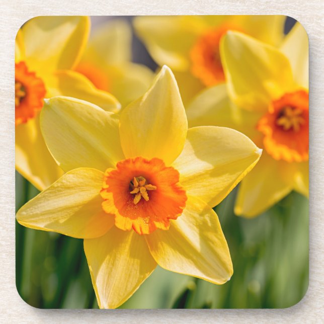 Spring Daffodils Drink Coaster (Front)