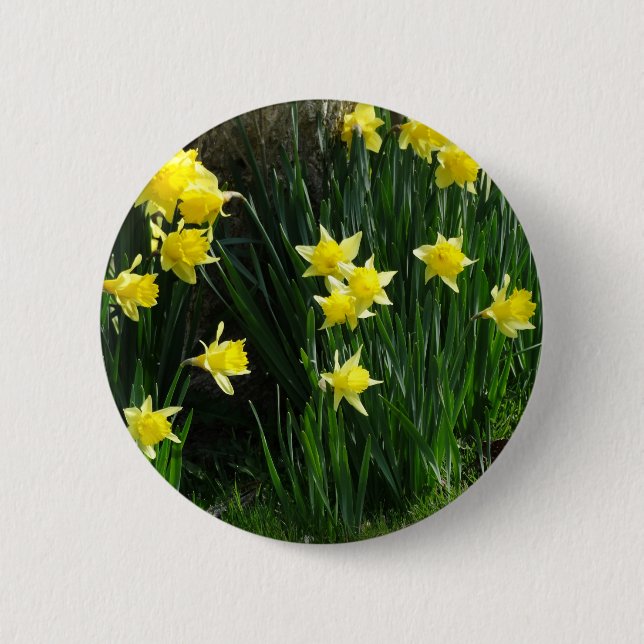Spring Daffodils Pinback Button (Front)