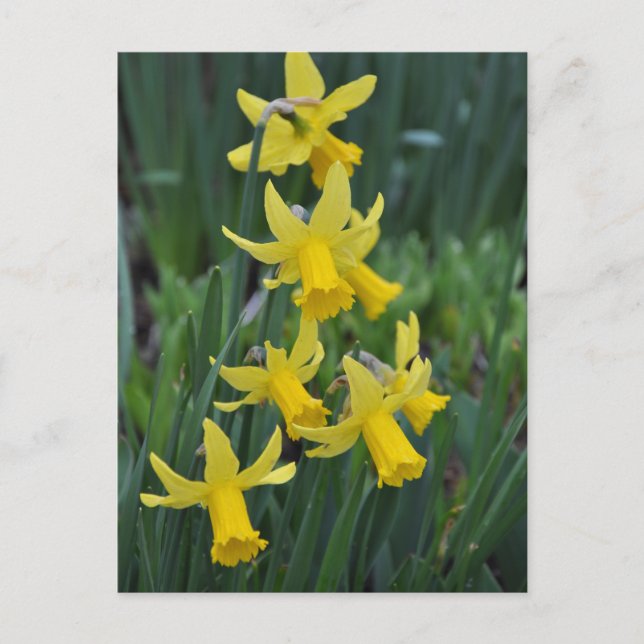 Spring daffodils postcard (Front)