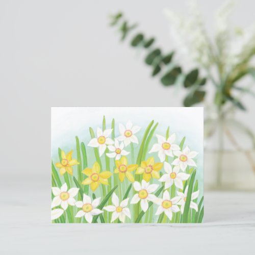 Spring Daffodils  Postcard