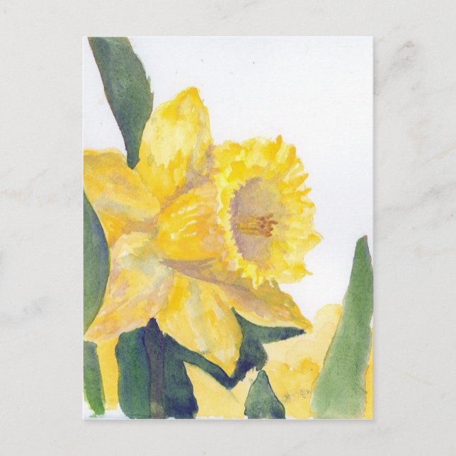 Spring Daffodils Postcard (Front)