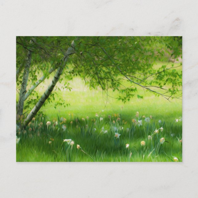 Spring Daffodils Postcard (Front)