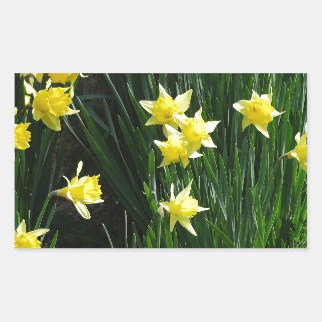 Spring Daffodils Rectangular Sticker (Front)