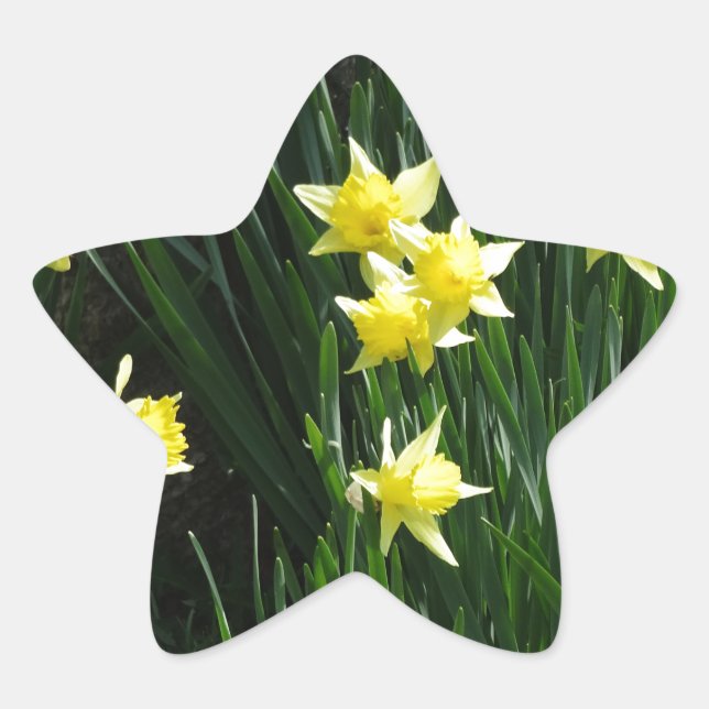 Spring Daffodils Star Sticker (Front)