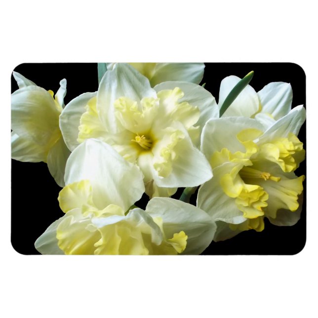 Spring Daffodils White Yellow Narcissus Flowers Magnet (Horizontal)