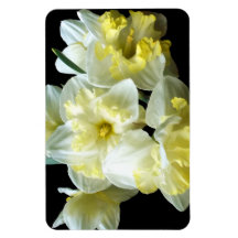 Spring Daffodils White Yellow Narcissus Flowers