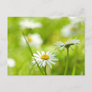 Spring daisies close up postcard