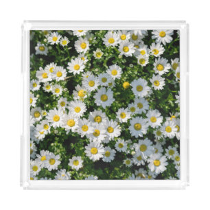 Spring Daisy Field: Serene Background Acrylic Tray