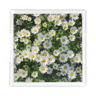 Spring Daisy Field: Serene Background Acrylic Tray