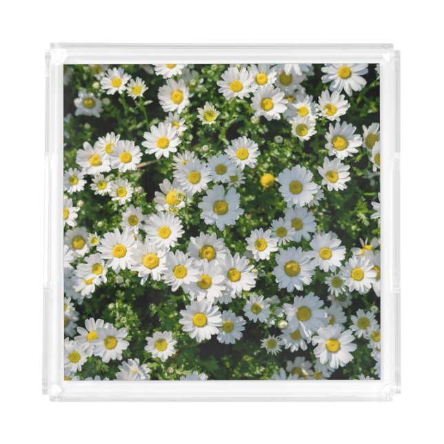 Spring Daisy Field: Serene Background Acrylic Tray (Front)