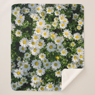 Spring Daisy Field: Serene Background Sherpa Blanket