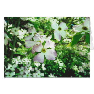 Spring Dogwood Cards