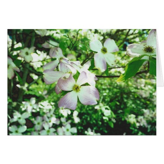 Spring Dogwood Cards (Front Horizontal)